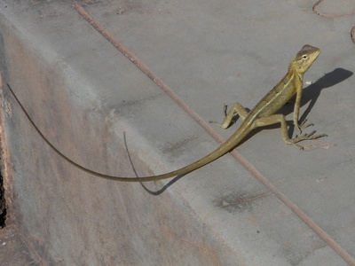 Oriental garden lizard