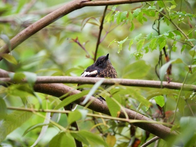 Oriental magpie-robin