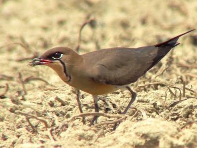 Oriental pratincole
