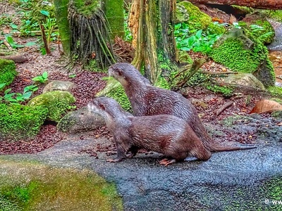 Oriental small-clawed otter