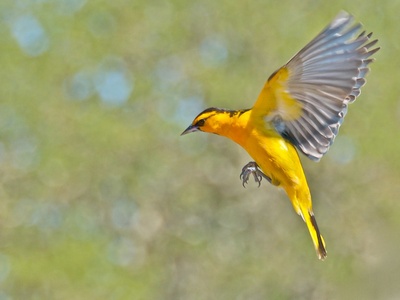 Oriole