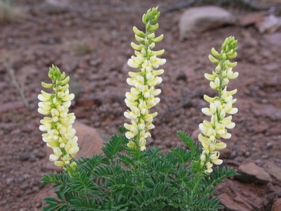Osterhout's Milkvetch