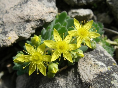 Osterhout's Stonecrop