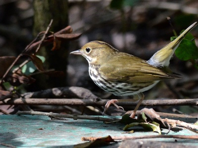Ovenbird