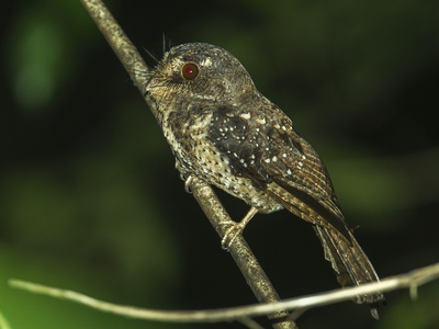 Owlet-nightjar