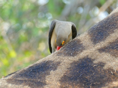 Oxpecker
