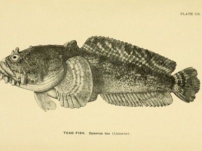 Oyster toadfish