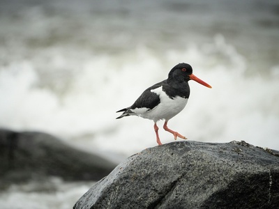 Oystercatcher