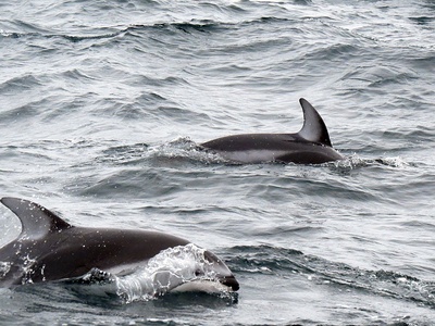 Pacific White-sided Dolphin