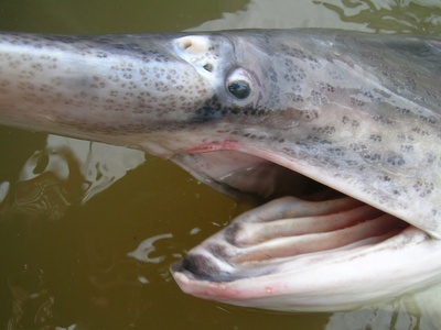 Paddlefish