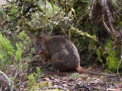 Pademelon