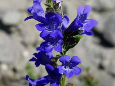Pagosa Beardtongue
