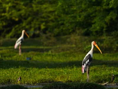 Painted stork