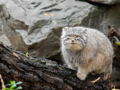 Pallas's cat