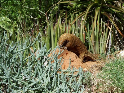 Pangolin