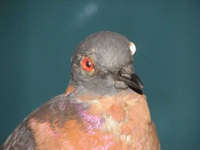 Passenger pigeon
