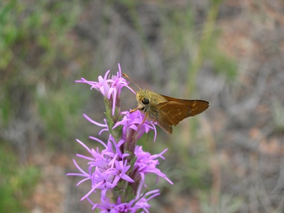 Pawnee Montane Skipper