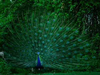 Peacock