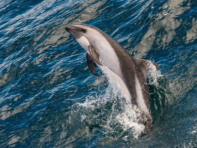Peale's Dolphin