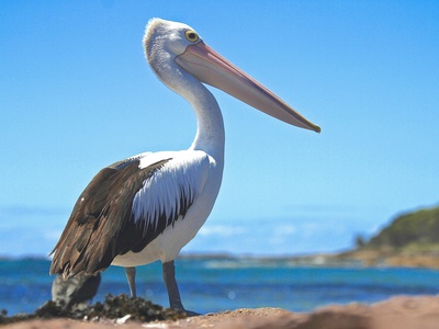 Pelican