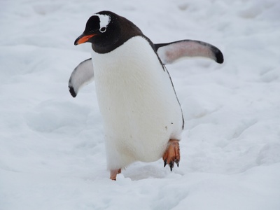 Penguin