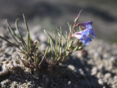 Penland's Beardtongue