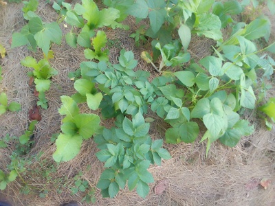 Permaculture