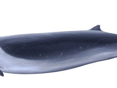 Perrin's Beaked Whale