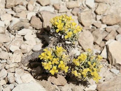 Piceance Twinpod