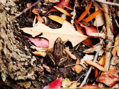 Pickerel frog
