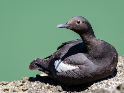 Pigeon guillemot