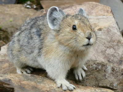 Pika