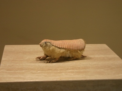 Pink fairy armadillo