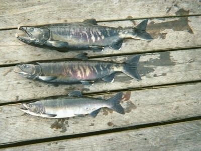 Pink salmon