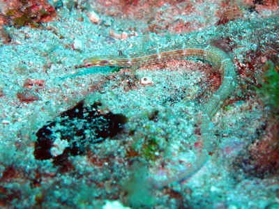 Pipefish
