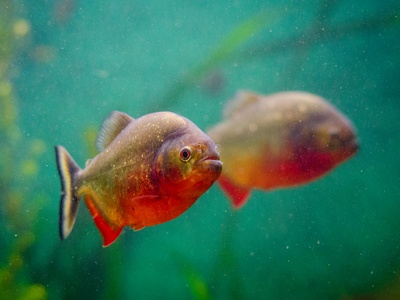 Piranha