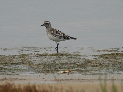 Plover