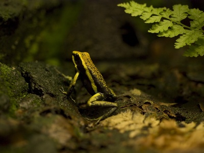 Poison dart frog