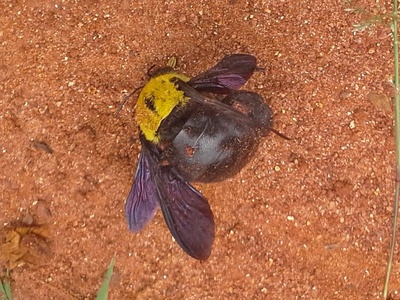 Pollinator Decline