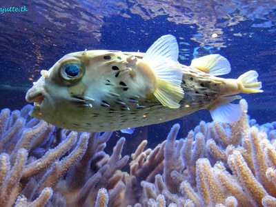 Porcupinefish