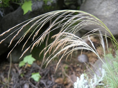 Porter's Feathergrass