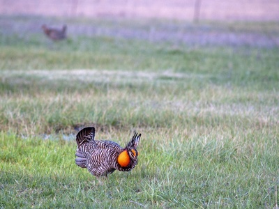 Prairie chicken