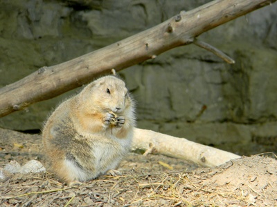 Prairie dog