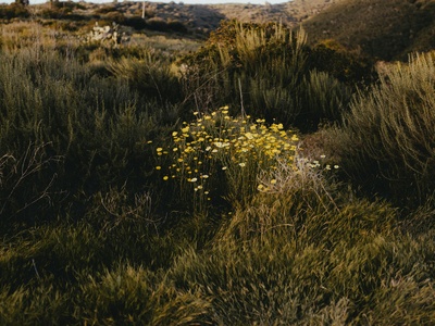 Pueblo Goldenweed