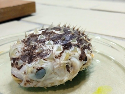 Pufferfish