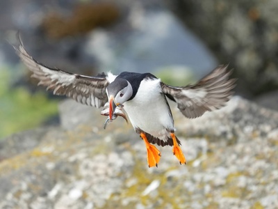 Puffin