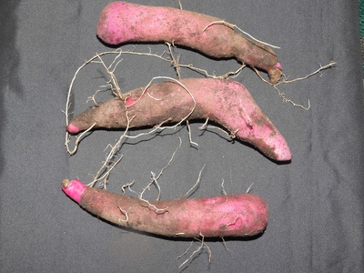 Purple yam (Ube)