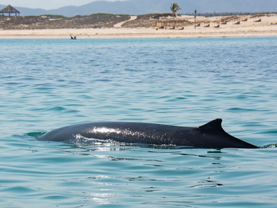 Pygmy Beaked Whale