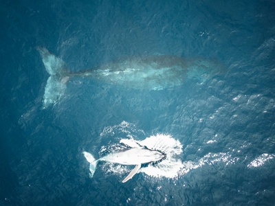 Pygmy Right Whale