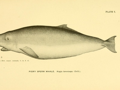 Pygmy Sperm Whale